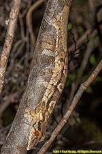 leaf-tailed gecko